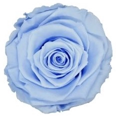 <h4>Roos XL blu-89</h4>