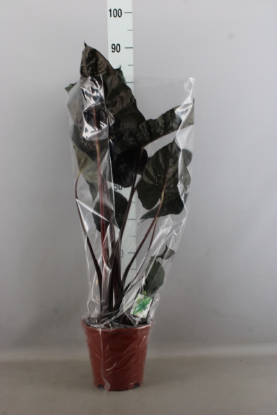 20m X 80cm Celofán transparente de floristería Wrap Plus 5m Gratis