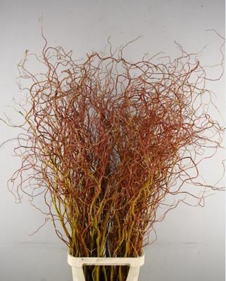 <h4>Salix Golden Curls</h4>