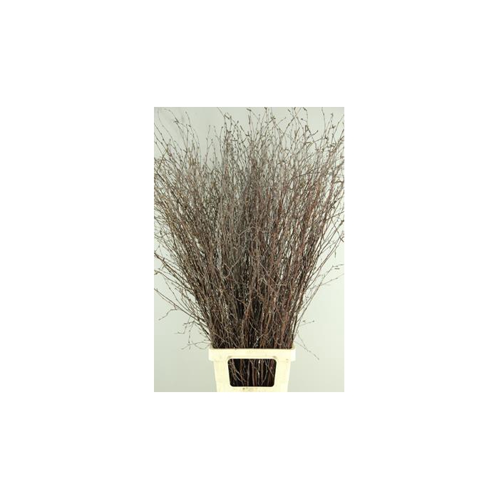 <h4>Betula Bs  Natural Fst</h4>