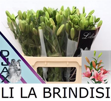 <h4>Li La Brindisi</h4>