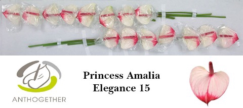 <h4>Anthurium love pr amalia elegance</h4>