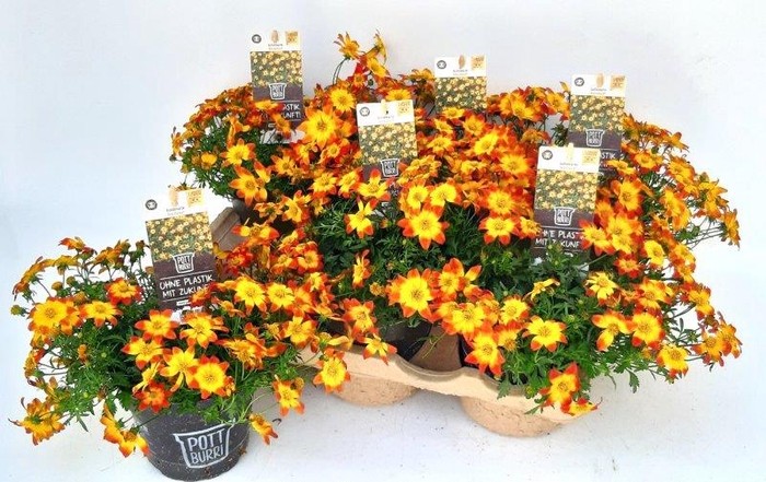 <h4>Bidens ferulifolia Pottburri</h4>