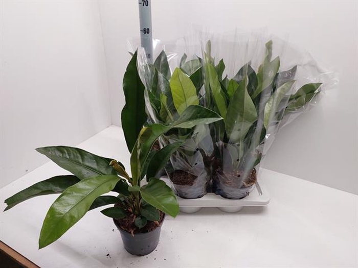 <h4>Anthurium ellipticum Jungle Bush</h4>