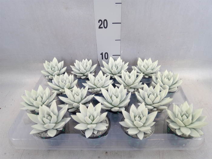 <h4>Echeveria  'Miranda'</h4>