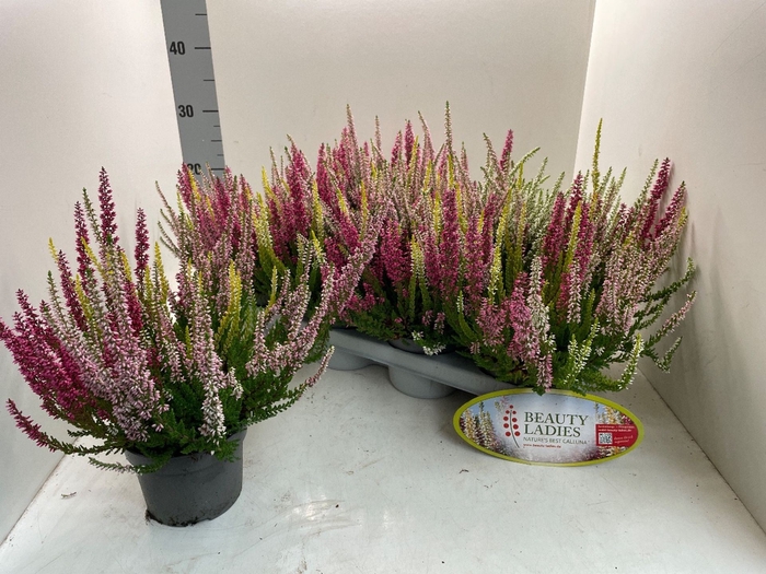 <h4>Calluna vulg. Beauty Ladies gemengd</h4>