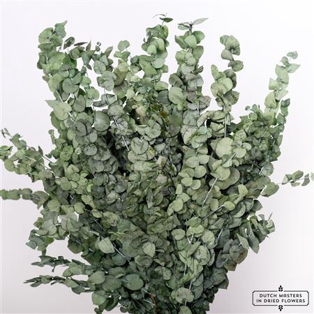 <h4>Pres Euca Stuartiana Green Bunch</h4>