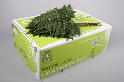 <h4>Leaf leather fern middel Green Ocean (arachniodes)</h4>