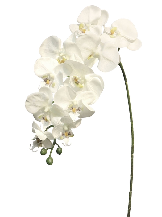 <h4>DF13-883310400 - Phalaenopsis Batida h103 cream</h4>