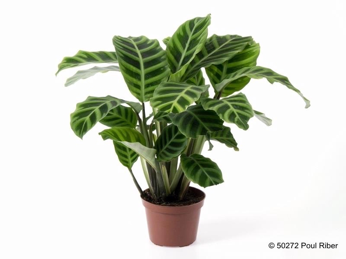 <h4>CALATHEA ZEBRINA P12</h4>