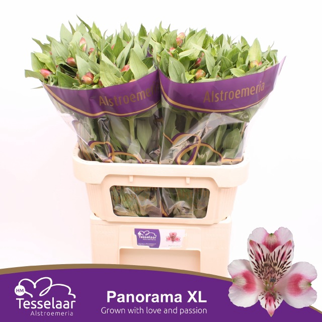 <h4>Alstroemeria panorama</h4>