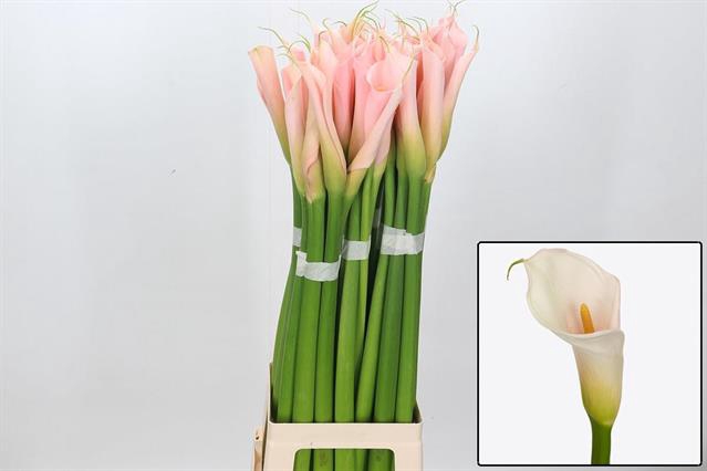 <h4>Zantedeschia eydolls salmon</h4>
