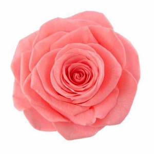 Rose Ines Pink Nectar