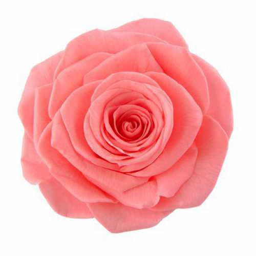 <h4>Rose Monalisa Pink Nectar</h4>