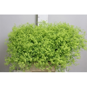 Alchem M Robustica