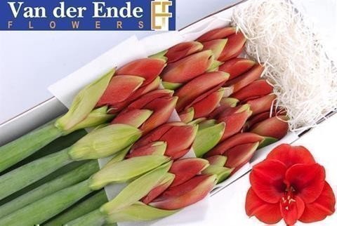 <h4>Hippeastrum ferrari</h4>