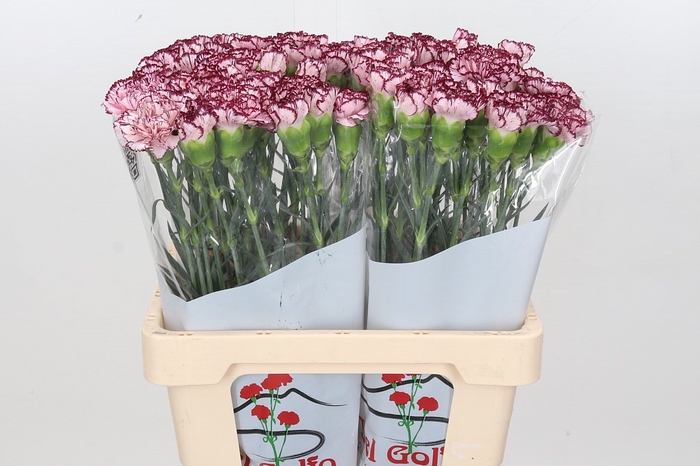 <h4>Dianthus St Olympia</h4>