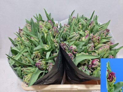 <h4>Tulipa pa secret parrot</h4>
