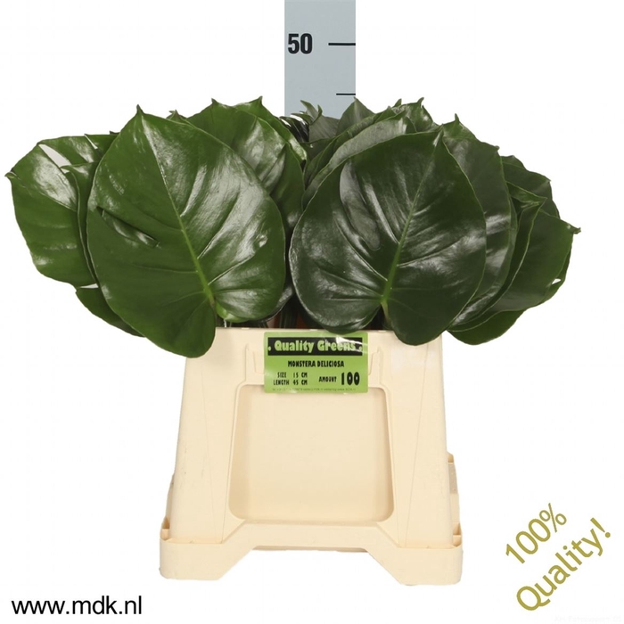 <h4>Leaf monstera</h4>