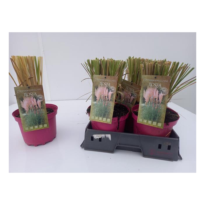 <h4>Cortaderia selloana pinka 19Ø 45cm</h4>