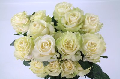 <h4>Rosa ec mondial</h4>