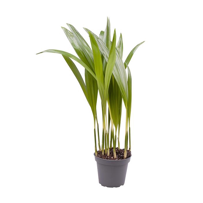 <h4>Areca Lutescens (Areca 6Ø 20cm</h4>