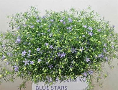 <h4>Nigella blucharica</h4>