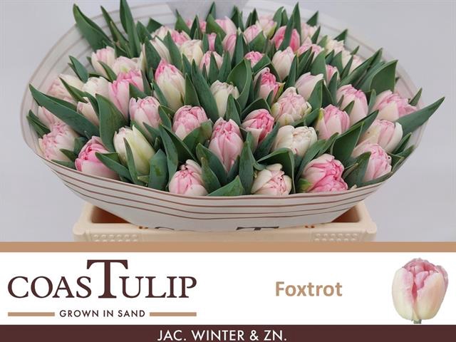 <h4>Tulipa do foxtrot</h4>