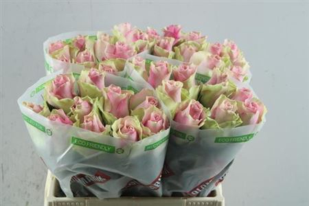 <h4>R Gr Belle Rose</h4>