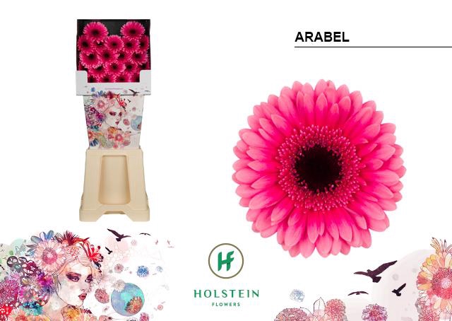 <h4>Germini diamond arabel</h4>