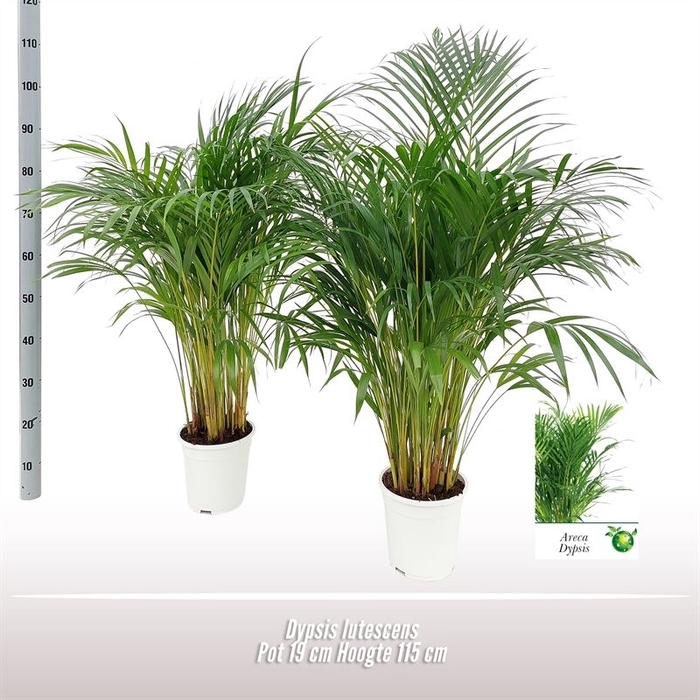 <h4>Dypsis Lutescens ...chrysalidoca</h4>