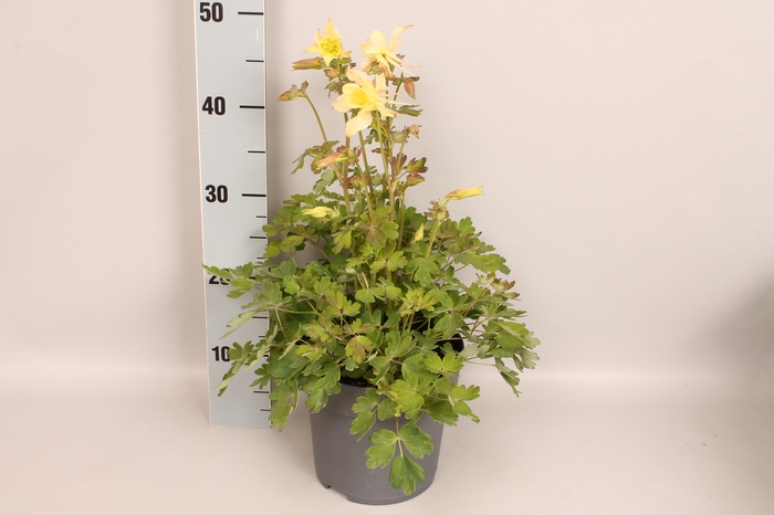 <h4>vaste planten 19 cm  Aquilegia Yellow</h4>