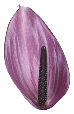 <h4>Anthurium previa</h4>