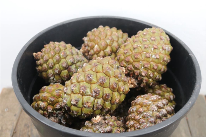 <h4>Pinea Groot Per Stuk</h4>