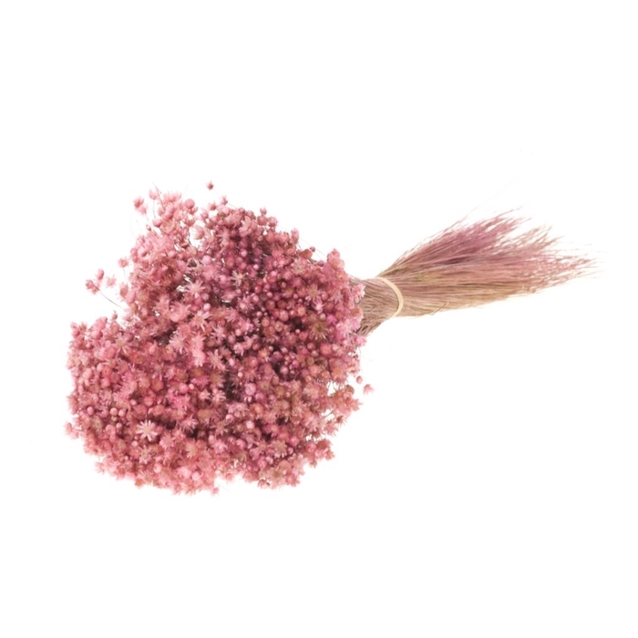 <h4>DRIED FLOWERS - MARCELA PINK</h4>