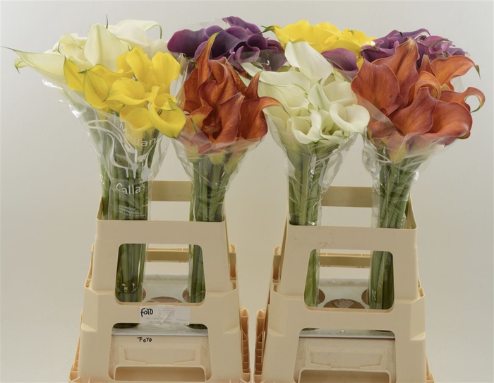 <h4>Zantedeschia mix</h4>