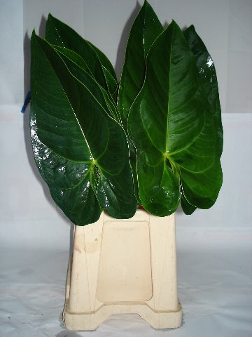 <h4>Leaf anthurium gabrielle</h4>