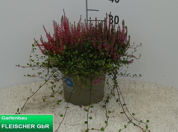 <h4>Calluna vulg. Garden Girls Trio</h4>