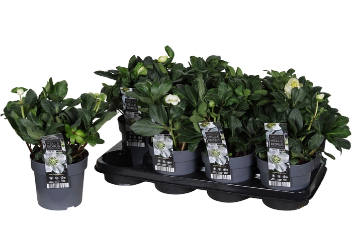 <h4>Helleborus Christmas Carol</h4>