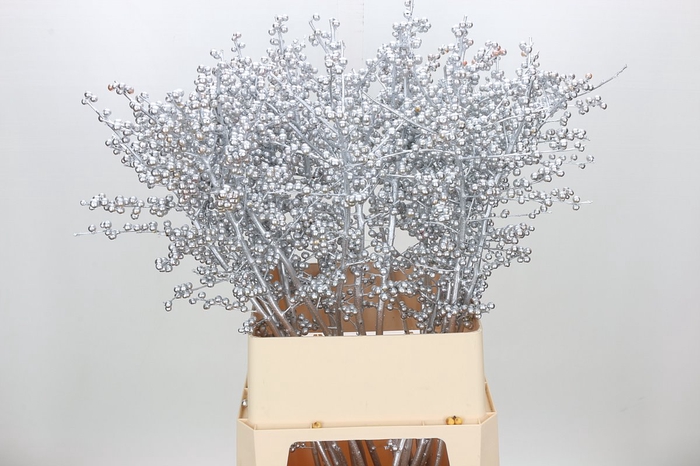 <h4>Ilex paint silver</h4>