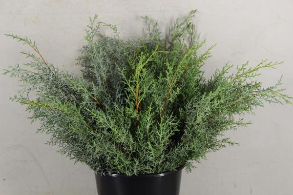 <h4>Conifeer Arizonica Glauca Bs</h4>