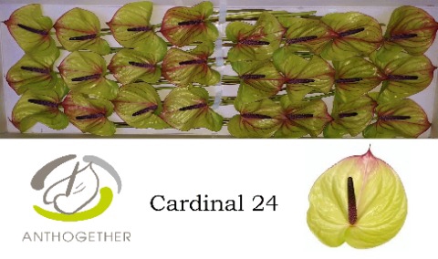 <h4>Anthurium cardinal</h4>