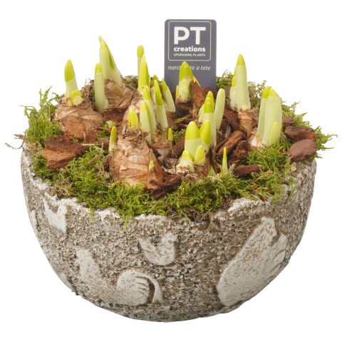 <h4>PTNBP1810 Arrangementen Narcissus (Other Grp) 'Tête-à-Tête'</h4>