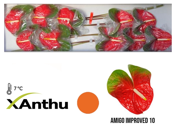 <h4>ANTH A Amigo impr. 10</h4>