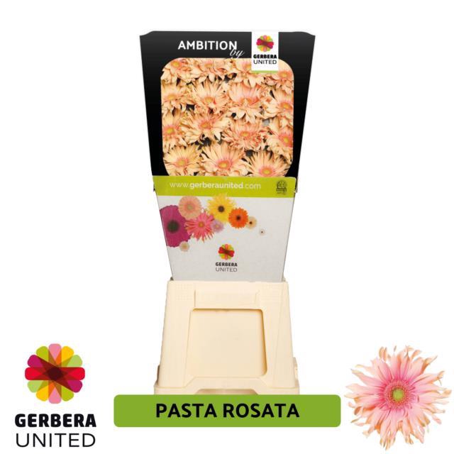 <h4>Gerbera diamond pasta rosata</h4>