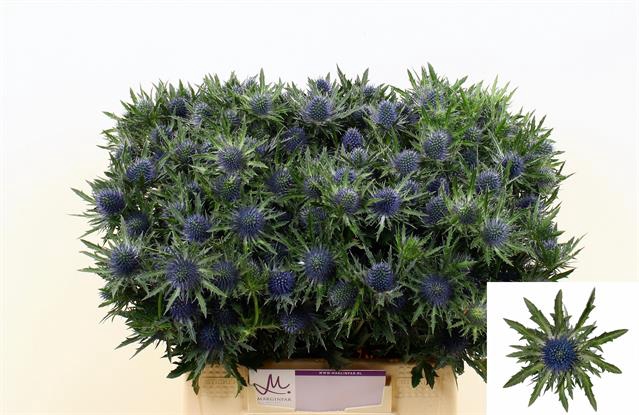 <h4>Eryngium apus questar</h4>
