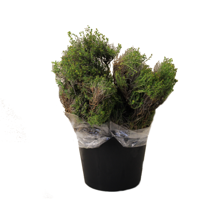 Fresh Thiaspi Green Bell, Lepidium 70 cm - Potomac Floral Wholesale
