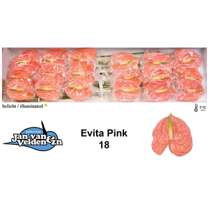 Evita Pink 18