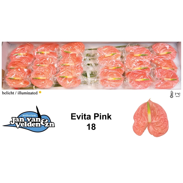 Evita Pink 18