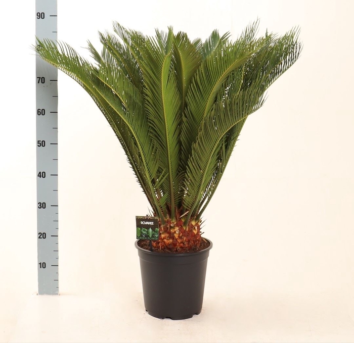 <h4>Cycas Revoluta</h4>